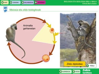 BIOLOGIA ETA GEOLOGIA DBH 4. MAILA
Célula.Bizi-uitatea
HASI ESKEMA BALIABIDEAK INTERNET
IRTENAURREKOA
Meiosia eta ziklo biologikoak
Ziklo diploidea
ITZULI
Animalia
gehienetan
 