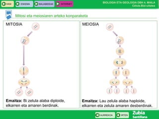 BIOLOGIA ETA GEOLOGIA DBH 4. MAILA
Célula.Bizi-uitatea
HASI ESKEMA BALIABIDEAK INTERNET
IRTENAURREKOA
Mitosi eta meiosiaren arteko konparaketa
MITOSIA MEIOSIA
Emaitza: Bi zelula alaba diploide,
elkarren eta amaren berdinak.
Emaitza: Lau zelula alaba haploide,
elkarren eta zelula amaren desberdinak.
 
