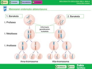 BIOLOGIA ETA GEOLOGIA DBH 4. MAILA
Célula.Bizi-uitatea
HASI ESKEMA BALIABIDEAK INTERNET
IRTENAURREKOA
Meiosiaren ondoriozko aldakortasuna
Ama-kromosoma Aita-kromosoma
1. Banaketa 2. Banaketa
Informazio
genetikoaren
trukaketa
I. Profasea
I. Metafasea
I. Anafasea
 