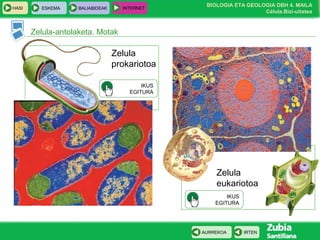 BIOLOGIA ETA GEOLOGIA DBH 4. MAILA
Célula.Bizi-uitatea
HASI ESKEMA BALIABIDEAK INTERNET
IRTENAURREKOA
Zelula
eukariotoa
Zelula-antolaketa. Motak
Zelula
prokariotoa
IKUS
EGITURA
IKUS
EGITURA
 