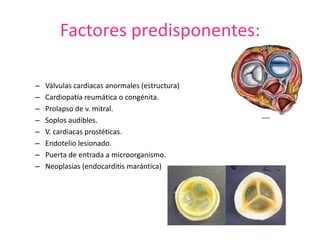 Factores predisponentes:
– Válvulas cardiacas anormales (estructura)
– Cardiopatía reumática o congénita.
– Prolapso de v. mitral.
– Soplos audibles.
– V. cardiacas prostéticas.
– Endotelio lesionado.
– Puerta de entrada a microorganismo.
– Neoplasias (endocarditis marántica)
 