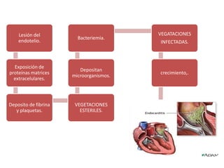 Lesión del
endotelio.
Exposición de
proteínas matrices
extracelulares.
Deposito de fibrina
y plaquetas.
VEGETACIONES
ESTERILES.
Depositan
microorganismos.
Bacteriemia.
VEGATACIONES
INFECTADAS.
crecimiento,.
 