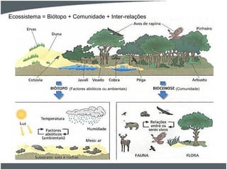 (Factores abióticos ou ambientais) (Comunidade)
Ecossistema = Biótopo + Comunidade + Inter-relações
 