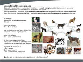Conceito biológico de espécie
O conceito mais aceite entre a comunidade cientifica é o conceito biológico que define a espécie em termos da
capacidade de reprodução entre indivíduos de diferentes populações.
Assim, uma espécie é constituída por grupos de populações naturais compostas de indivíduos que se reproduzem
entre si, produzindo descendência fértil e que estão reprodutivamente isolados de outros grupos semelhantes.
No exemplo:
antigamente consideradas espécies
distintas:
Lobo – Canis lupus
Cão – Canis familiaris
hoje em dia é consensual que o cão e o lobo
pertencem à mesma espécie; assim:
Lobo – Canis lupus
Cão – Canis lupus familiaris
As diferentes raças de cães foram
conseguidas por selecção artificial durante
a domesticação levada a cabo pelo Homem.
Significado da monenclatura:
Canis – género
Canis lupus – espécie
Canis lupus familiaris –subespécie
Questão: que se pode concluir sobre o cruzamento entre lobos e cães?
 