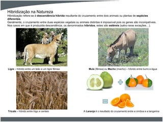 Hibridização na Natureza
Hibridização refere-se à descendência híbrida resultante do cruzamento entre dois animais ou plantas de espécies
diferentes.
Geralmente, o cruzamento entre duas espécies vegetais ou animais distintas é impossível pois os genes são incompatíveis.
Nos casos em que é produzida descendência, os denominados híbridos, estes são estéreis (salvo raras exceções…).
Ligre – híbrido entre um leão e um tigre fêmea Mula (fêmea) ou Macho (macho) – híbrido entre burro e égua
Tricale – híbrido entre trigo e centeio A Laranja é o resultado do cruzamento entre a cimboa e a tangerina
 