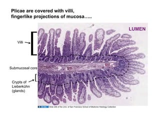Plicae are covered with villi,
fingerlike projections of mucosa…..




            [
                                                                                                     LUMEN

    Villi




Submucosal core


 Crypts of
              [
 Lieberkühn
 (glands)



                   Slide 246 of the Univ. of San Francisco School of Medicine Histology Collection
 