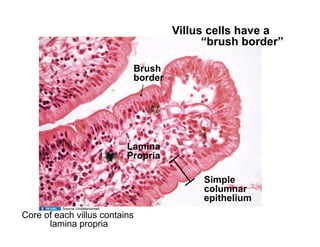 Villus cells have a
                                                “brush border”

                                 Brush
                                 border




                                Lamina
                                Propria

                                               Simple
                                               columnar
                                               epithelium
          Source Undetermined

Core of each villus contains
      lamina propria
 