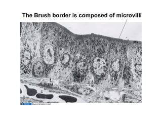 The Brush border is composed of microvilli




   Source Undetermined
 