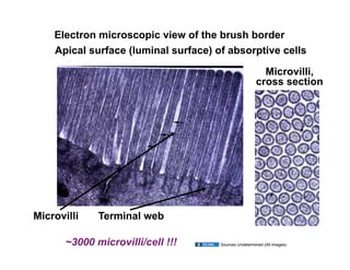 Electron microscopic view of the brush border
    Apical surface (luminal surface) of absorptive cells

                                                         Microvilli,
                                                       cross section




Microvilli    Terminal web

       ~3000 microvilli/cell !!!      Sources Undetermined (All Images)
 