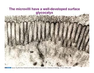 The microvilli have a well-developed surface
                 glycocalyx




 Source: Fig 26-6 from Fawcett and Raviola, Bloom and Fawcett, a Textbook of Histology, 12th ed. (1994), p622
 