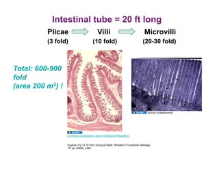 Intestinal tube = 20 ft long
          Plicae                            Villi                                  Microvilli
          (3 fold)                      (10 fold)                                 (20-30 fold)



Total: 600-900
fold
(area 200 m2) !


                                                                                      Source Undetermined




                  University of Delaware Library Institutional Repository


                  Original: Fig 14.16 from Young & Heath, Wheater’s Functional Histology,
                  4th ed. (2000), p262
 
