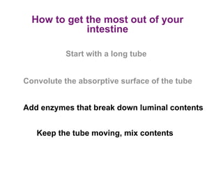 How to get the most out of your
             intestine

           Start with a long tube


Convolute the absorptive surface of the tube


Add enzymes that break down luminal contents


   Keep the tube moving, mix contents
 