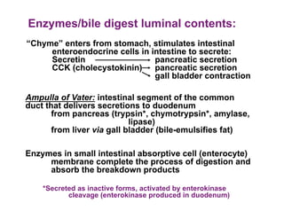 Enzymes/bile digest luminal contents:
“Chyme” enters from stomach, stimulates intestinal
     enteroendocrine cells in intestine to secrete:
     Secretin                  pancreatic secretion
     CCK (cholecystokinin)     pancreatic secretion
                               gall bladder contraction

Ampulla of Vater: intestinal segment of the common
duct that delivers secretions to duodenum
       from pancreas (trypsin*, chymotrypsin*, amylase,
                            lipase)
       from liver via gall bladder (bile-emulsifies fat)

Enzymes in small intestinal absorptive cell (enterocyte)
     membrane complete the process of digestion and
     absorb the breakdown products

    *Secreted as inactive forms, activated by enterokinase
           cleavage (enterokinase produced in duodenum)
 