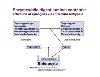 Enzymes/bile digest luminal contents:
activation of zymogens via enterokinase/trypsin

Chymotrypsinogen                                            Chymotrypsin
Proelastase                                                 Elastase
Procarboxypeptidase A                                       Carboxypeptidase A
Procarboxypeptidase B                                       Carboxypeptidase B
Prophospholipase A2                                         Phospholipase A2

     Zymogens                                                      Active enzymes


          Trypsinogen                                         Trypsin




                          Enterokinase

                    Enterocyte
                   Regents of the University of Michigan
                   Replaced: Image is Fig 17.29 from Ross and Paulina,
                   Histology: A Text and Atlas, 5th ed. (2006), p546.
 