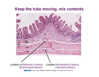 Keep the tube moving, mix contents




Location of Meissner’s plexus                Location of Auerbach’s plexus
        (Submucosal plexus)                          (myenteric plexus)
                  Young & Heath, Wheater’s Functional Histology, 4th ed. (2000), p261 Fig 14.15a
 