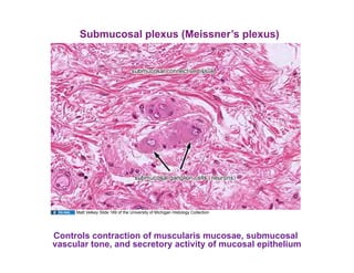 Submucosal plexus (Meissner’s plexus)




     Matt Velkey Slide 169 of the University of Michigan Histology Collection




Controls contraction of muscularis mucosae, submucosal
vascular tone, and secretory activity of mucosal epithelium
 