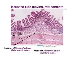 Keep the tube moving, mix contents




                                      Young & Heath, Wheater’s Functional Histology,
                                      4th ed. (2000), p261. Fig 14.15a
Location of Meissner’s plexus
       (Submucosal plexus) Location of Auerbach’s plexus
                                  (myenteric plexus)
 