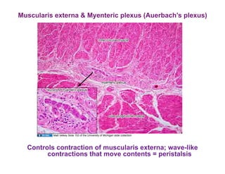 Muscularis externa & Myenteric plexus (Auerbach’s plexus)




          Matt Velkey Slide 153 of the University of Michigan slide collection



  Controls contraction of muscularis externa; wave-like
        contractions that move contents = peristalsis
 