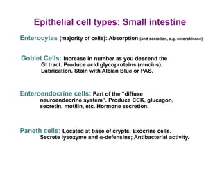 Epithelial cell types: Small intestine
Enterocytes (majority of cells): Absorption (and secretion, e.g. enterokinase)


Goblet Cells: Increase in number as you descend the
         GI tract. Produce acid glycoproteins (mucins).
         Lubrication. Stain with Alcian Blue or PAS.



Enteroendocrine cells: Part of the “diffuse
        neuroendocrine system”. Produce CCK, glucagon,
        secretin, motilin, etc. Hormone secretion.



Paneth cells: Located at base of crypts. Exocrine cells.
        Secrete lysozyme and α-defensins; Antibacterial activity.
 