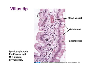 Villus tip

                                                                        Blood vessel



                                                                           Goblet cell



                                                                          Enterocytes



Ly = Lymphocyte
P = Plasma cell
M = Muscle
C = Capillary
                  Young & Heath, Wheater’s Functional Histology, 4th ed. (2000), p265 Fig 14.20a
 