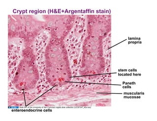 Crypt region (H&E+Argentaffin stain)



                                                                                                 lamina
                                                                                                 propria




                                                                                            stem cells
                                                                                            located here

                                                                                              Paneth
                                                                                              cells
                                                                                              muscularis
                                                                                              mucosae

  Slide 247 of the University of San Francisco digital slide collection (UCSF247_40x.svs)
 