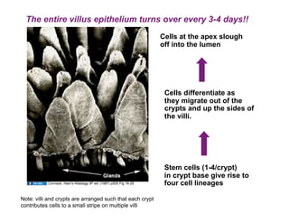 The entire villus epithelium turns over every 3-4 days!!
                                                                    Cells at the apex slough
                                                                    off into the lumen




                                                                     Cells differentiate as
                                                                     they migrate out of the
                                                                     crypts and up the sides of
                                                                     the villi.




                                                                     Stem cells (1-4/crypt)
                                                                     in crypt base give rise to
           Cormack, Ham’s Histology 9th ed. (1987) p505 Fig 18-29    four cell lineages

Note: villi and crypts are arranged such that each crypt
contributes cells to a small stripe on multiple villi
 
