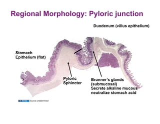Regional Morphology: Pyloric junction
                                            Duodenum (villus epithelium)




 Stomach
 Epithelium (flat)




                               Pyloric     Brunner’s glands
                               Sphincter   (submucosal)
                                           Secrete alkaline mucous
                                           neutralize stomach acid
         Source Undetermined
 