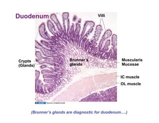 Duodenum                                       Villi




Crypts                             Brunner’s           Muscularis
(Glands)                           glands              Mucosae


                                                       IC muscle
                                                       OL muscle



             Source Undetermined




      (Brunner’s glands are diagnostic for duodenum….)
 