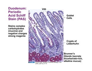 Duodenum:                        Villi
Periodic
Acid Schiff                                                                   Goblet
                                                                              Cells
Stain (PAS)

Stains complex
carbohydrates
(mucins) and
negative charges
strong magenta

                                                                              Crypts of
                                                                              Lieberkuhn



                                                                            Brunner’s
                                                                            Glands (secrete
                                                                            bicarbonate-rich,
                   Young & Heath, Wheater’s Functional Histology, 4th ed.
                                                                            alkaline mucus)
                   (2000), p263 Fig 14.17b
 