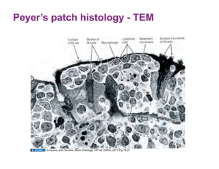 Peyer’s patch histology - TEM




      Junquiera and Carneiro. Basic Histology, 10th ed. (2003), p317 Fig 15-31
 