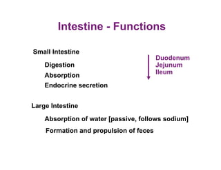 Intestine - Functions

Small Intestine
                                        Duodenum
    Digestion                           Jejunum
    Absorption                          Ileum

    Endocrine secretion


Large Intestine
    Absorption of water [passive, follows sodium]
    Formation and propulsion of feces
 