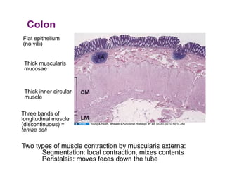 Colon
Flat epithelium
(no villi)


 Thick muscularis
 mucosae



 Thick inner circular
 muscle

Three bands of
longitudinal muscle
(discontinuous) =       Young & Heath, Wheater’s Functional Histology, 4th ed. (2000), p270. Fig14.28a

teniae coli

Two types of muscle contraction by muscularis externa:
      Segmentation: local contraction, mixes contents
      Peristalsis: moves feces down the tube
 