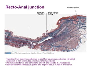 Recto-Anal junction                                                                               sebaceous gland


                                                           rectum                anal canal




      Slide 177-2 of the University of Michigan Digital Slide Collection (177-2_HISTO_20X.svs).




• Transition from columnar epithelium to stratified squamous epithelium (stratified
  epithelium is non-keratinized proximal, keratinized distal)
• Internal and external anal sphincters: smooth and skeletal m., respectively
• Note also dermal sebaceous glands and adipose tissue in wall of anal canal
 