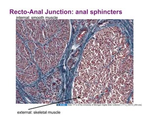 Recto-Anal Junction: anal sphincters
  internal: smooth muscle




                              Slide 177-2 of the University of Michigan Digital Slide Collection (177-2_HISTO_20X.svs).



  external: skeletal muscle
 