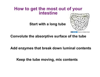 How to get the most out of your
             intestine

           Start with a long tube

                                        Source Undetermined



Convolute the absorptive surface of the tube


Add enzymes that break down luminal contents


   Keep the tube moving, mix contents
 