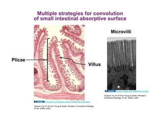 Multiple strategies for convolution
         of small intestinal absorptive surface

                                                                                           Microvilli




Plicae
                                                                          Villus




                                                                                                 Louisa Howard and Katherine Connolly

                                                                                    Original: Fig 14.16 from Young & Heath, Wheater’s
                                                                                    Functional Histology, 4th ed. (2000), p262

                      University of Delaware Library Institutional Repository

         Original: Fig 14.16 from Young & Heath, Wheater’s Functional Histology ,
         4th ed. (2000), p262
 