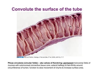 Convolute the surface of the tube




                 Ross and Pawlina, Histology: A Text and Atlas, 5th ed. (2006), p535 Fig 17.17




Plicae circulares (circular folds) – aka valves of Kerckring: permanent transverse folds of
mucosa with submucosal connective tissue core; extend halfway to two-thirds around
circumference of lumen; function to slow movement of chyme & increase surface area.
 