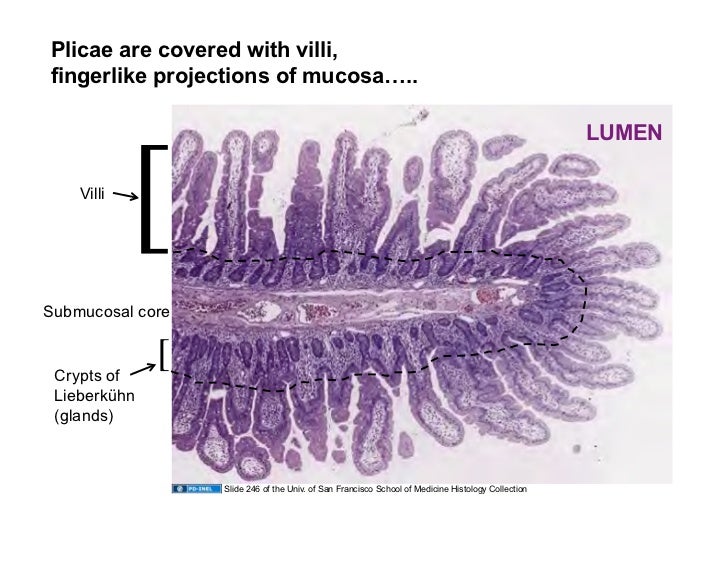 01.14.09 Tubular GI Tract Small Intestine