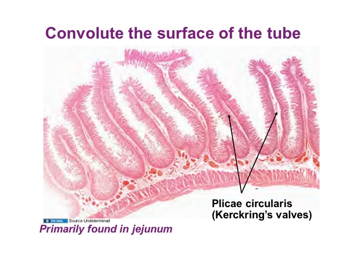 01.14.09 Tubular GI Tract Small Intestine