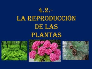4.2.LA REPRODUCCIÓN
DE LAS
PLANTAS

 