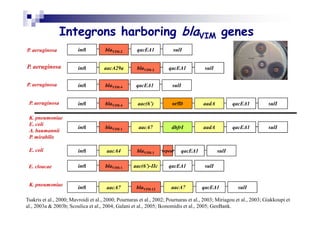 Integrons harboring blaVIM genes
P. aeruginosa

intI

blaVIM-2

qacE∆1

sulI

P. aeruginosa

intI

aacA29a

blaVIM-2

qacE∆1

P. aeruginosa

intI

blaVIM-4

qacE∆1

sulI

P. aeruginosa

intI

blaVIM-4

aac(6’)

orfD

aadA

qacE∆1

sulI

K. pneumoniae
E. coli
A. baumannii
P. mirabilis

intI

blaVIM-1

aacA7

dhfrI

aadA

qacE∆1

sulI

E. coli

intI

aacA4

blaVIM-1

E. cloacae

intI

blaVIM-1

aac(6’)-IIc

qacE∆1

sulI

intI

aacA7

blaVIM-12

aacA7

qacE∆1

K. pneumoniae

repeat

sulI

qacE∆1

sulI

sulI

Tsakris et al., 2000; Mavroidi et al., 2000; Pournaras et al., 2002; Pournaras et al., 2003; Miriagou et al., 2003; Giakkoupi et
al., 2003a & 2003b; Scoulica et al., 2004; Galani et al., 2005; Ikonomidis et al., 2005; GenBank.

 