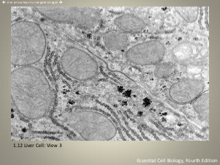 1.12 Liver Cell: View 3
Essential Cell Biology, Fourth Edition
 Use arrow keys to navigate images 
 
