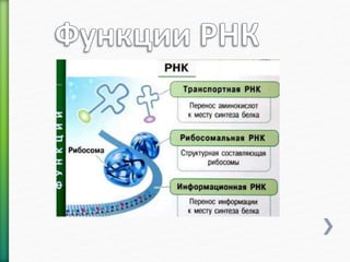 нуклеиновые кислоты01