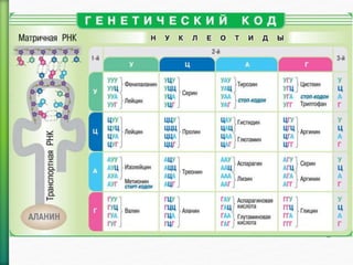 нуклеиновые кислоты01