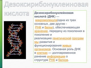 Дезоксирибонуклеи́ 
новая 
кислота́ 
(ДНК) — 
макромолекула(одна из трех 
основных, две другие - 
РНК и белки), обеспечивающая 
хранение, передачу из поколения в 
поколение и 
реализацию генетической програм 
мы развития и 
функционирования живых 
организмов. Основная роль ДНК 
в клетках — долговременное 
ранение информации о 
структуре РНК и белков. 
 