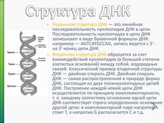 » Первичная структура ДНК — это линейная 
последовательность нуклеотидов ДНК в цепи. 
Последовательность нуклеотидов в цепи ДНК 
записывают в виде буквенной формулы ДНК: 
например — AGTCATGCCAG, запись ведется с 5’- 
на 3’-конец цепи ДНК. 
» Вторичная структура ДНК образуется за счет 
взаимодействий нуклеотидов (в большей степени 
азотистых оснований) между собой, водородных 
связей. Классический пример вторичной структуры 
ДНК — двойная спираль ДНК. Двойная спираль 
ДНК — самая распространенная в природе форма 
ДНК, состоящая из двух полинуклеотидных цепей 
ДНК. Построение каждой новой цепи ДНК 
осуществляется по принципу комплементарности, 
т. е. каждому азотистому основанию одной цепи 
ДНК соответствует строго определенное основание 
другой цепи: в комплемнтарной паре напротив A 
стоит T, а напротив G располагается C и т.д. 
 