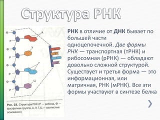 » РНК в отличие от ДНК бывает по 
большей части 
одноцепочечной. Две формы 
РНК — транспортная (тРНК) и 
рибосомная (рРНК) — обладают 
довольно сложной структурой. 
Существует и третья форма — это 
информационная, или 
матричная, РНК (мРНК). Все эти 
формы участвуют в синтезе белка 
 