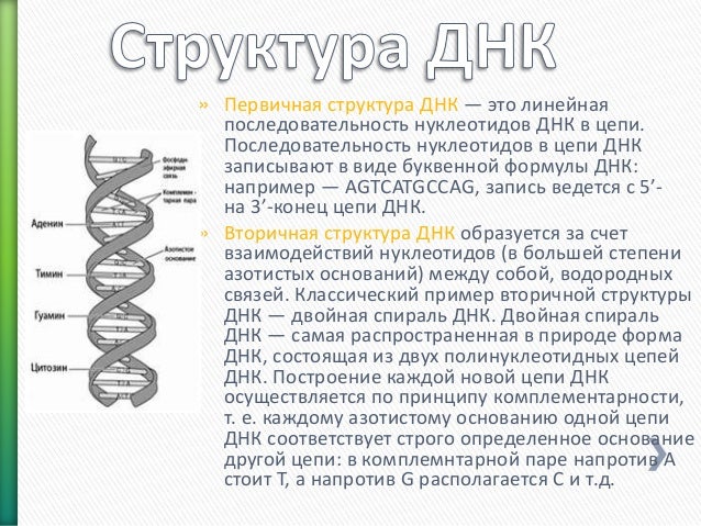 Кодирующая цепь днк имеет последовательность нуклеотидов. Кодирующая цепь днк имеет последовательность нуклеотидов