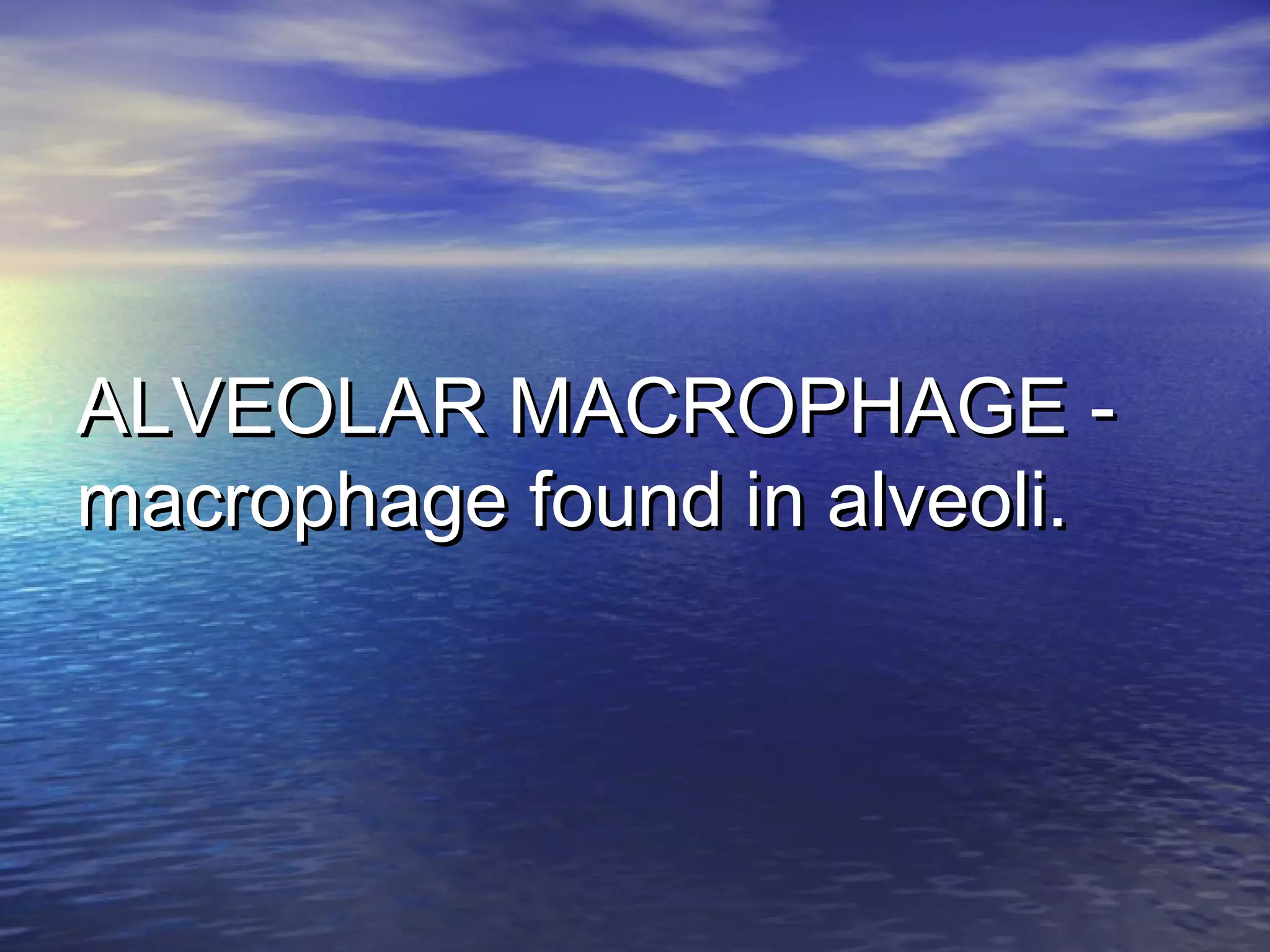 ALVEOLAR MACROPHAGE -ALVEOLAR MACROPHAGE -
macrophage found in alveoli.macrophage found in alveoli.
 
