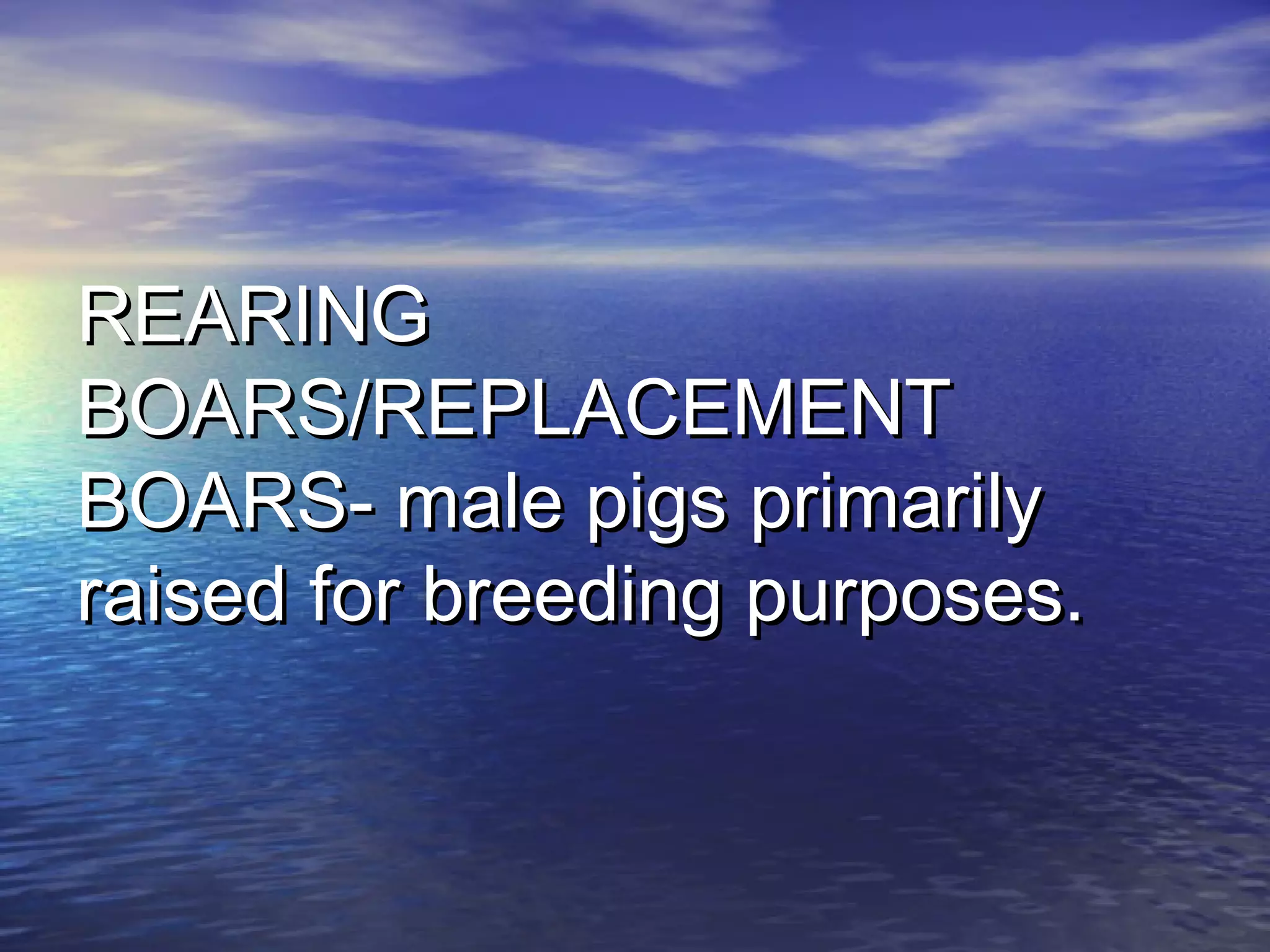 REARINGREARING
BOARS/REPLACEMENTBOARS/REPLACEMENT
BOARS- male pigs primarilyBOARS- male pigs primarily
raised for breeding purposes.raised for breeding purposes.
 